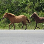 Assateague Island
