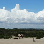 Assateague Island