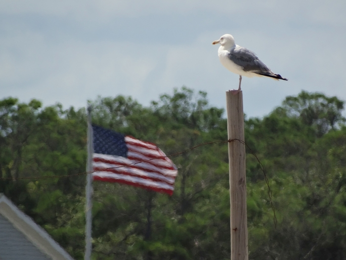 Assateague Island