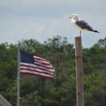 Assateague Island