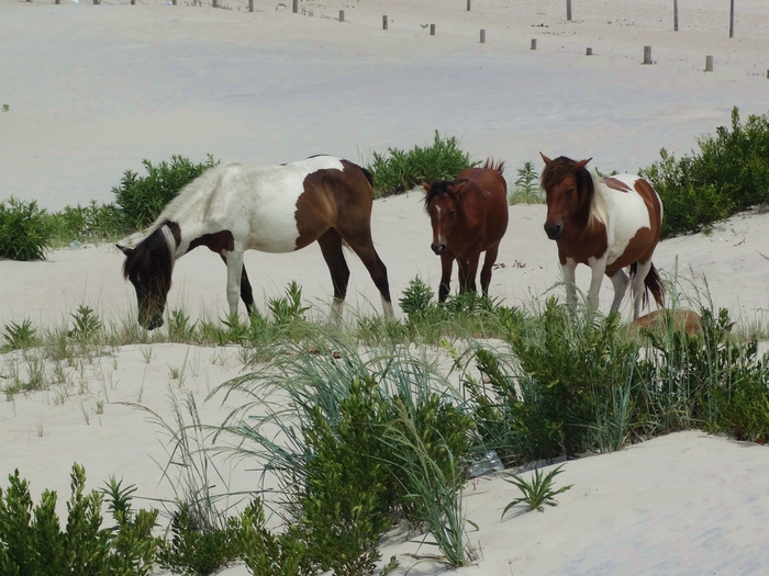 Assateague Island