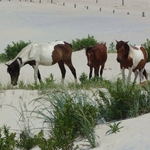 Assateague Island