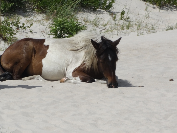 Assateague Island