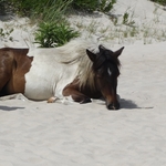 Assateague Island
