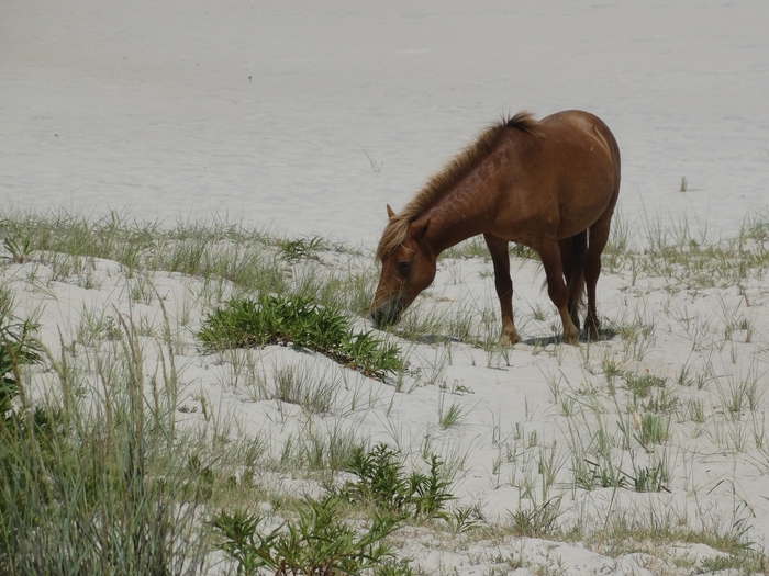 Assateague Island