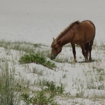 Assateague Island