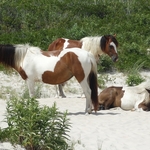Assateague Island