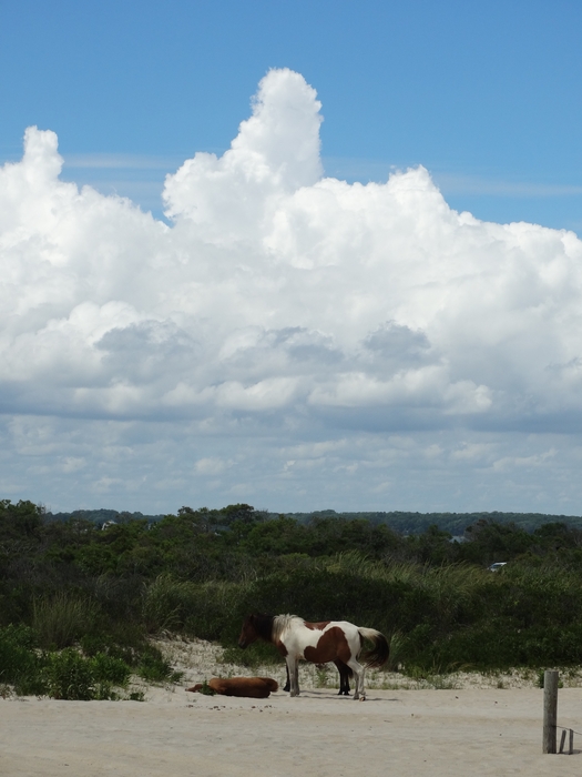 Assateague Island