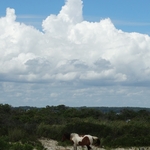Assateague Island