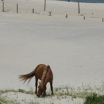 Assateague Island