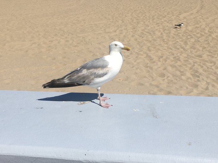 Ocean City