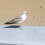 Ocean City