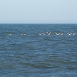 Ocean City
