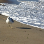 Ocean City