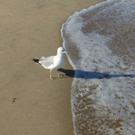 Ocean City
