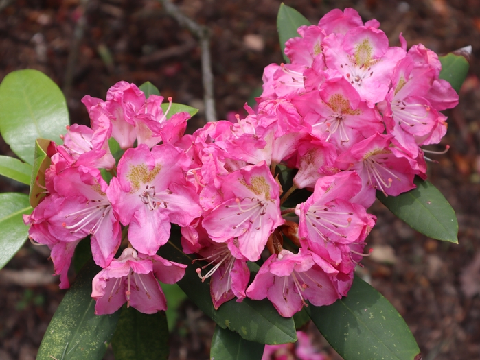 Dawes Arboretum