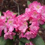 Dawes Arboretum