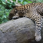 Columbus Zoo