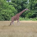 Columbus Zoo