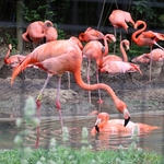 Columbus Zoo