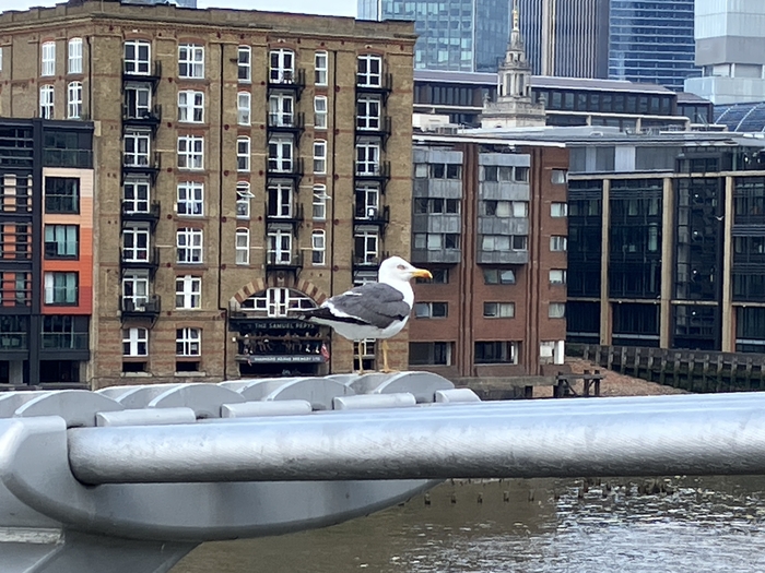 Millennium Bridge