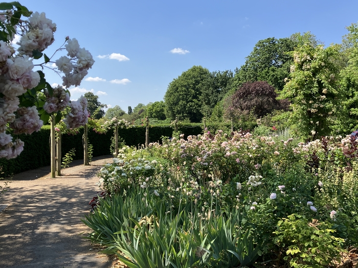 Rose Garden