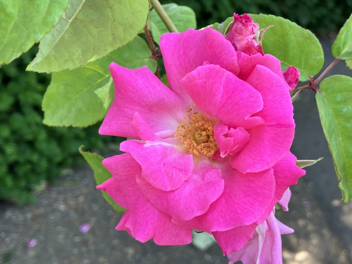 Rose Garden