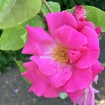 Rose Garden