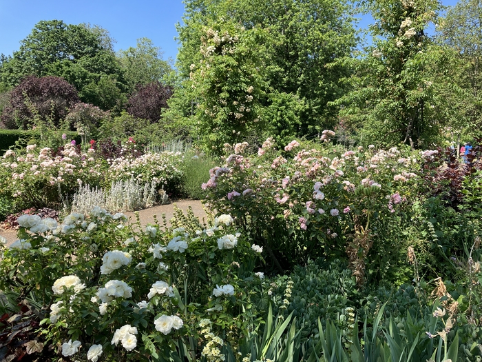 Rose Garden