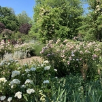 Rose Garden