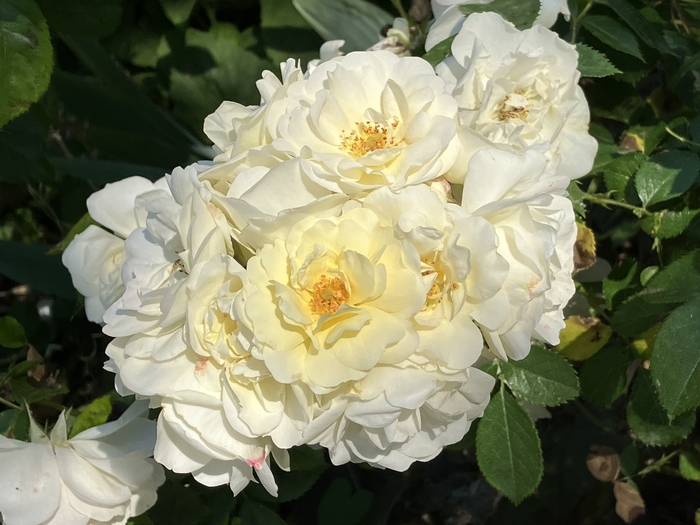 Rose Garden