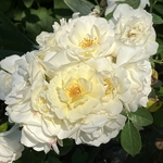 Rose Garden