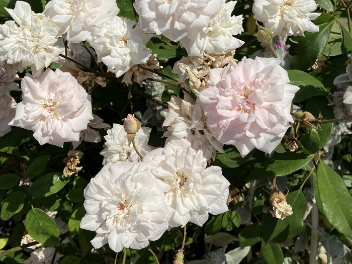 Rose Garden