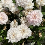 Rose Garden