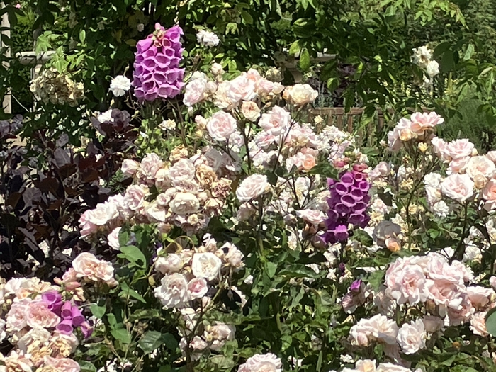 Rose Garden