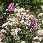 Rose Garden