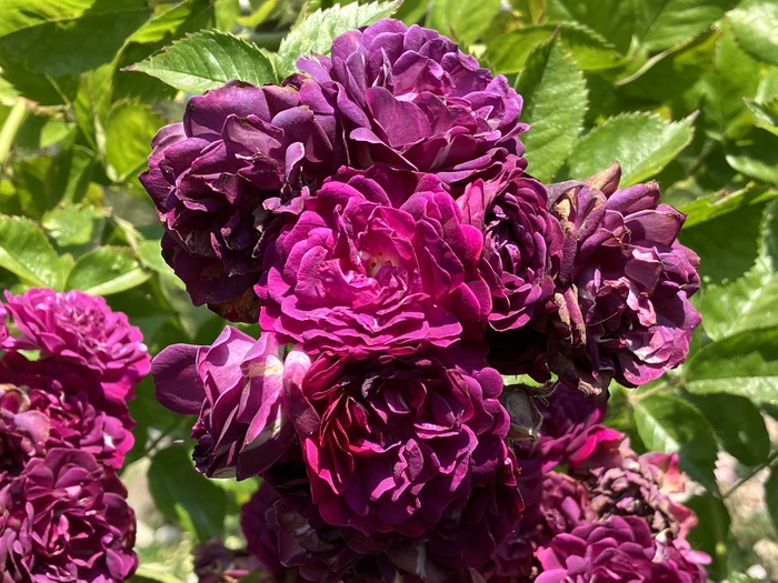 Rose Garden