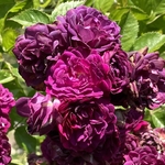 Rose Garden
