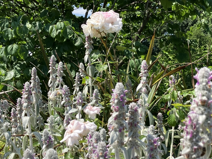 Rose Garden