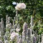 Rose Garden