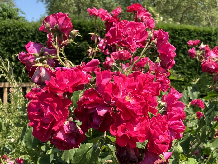 Rose Garden