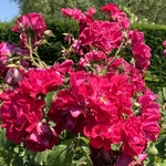 Rose Garden
