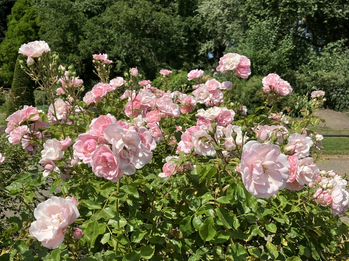 Rose Garden