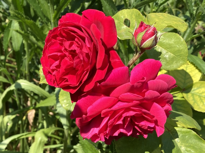Rose Garden