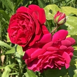 Rose Garden
