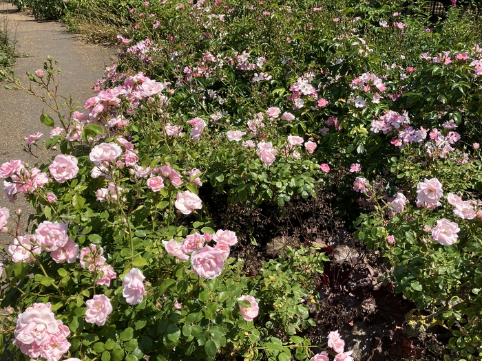 Rose Garden