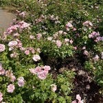 Rose Garden