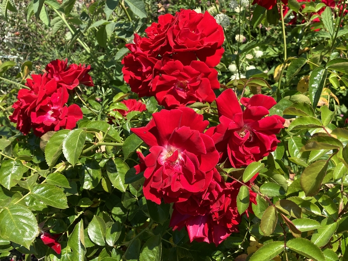 Rose Garden