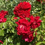 Rose Garden