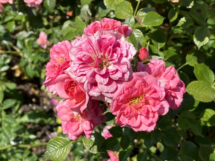 Rose Garden
